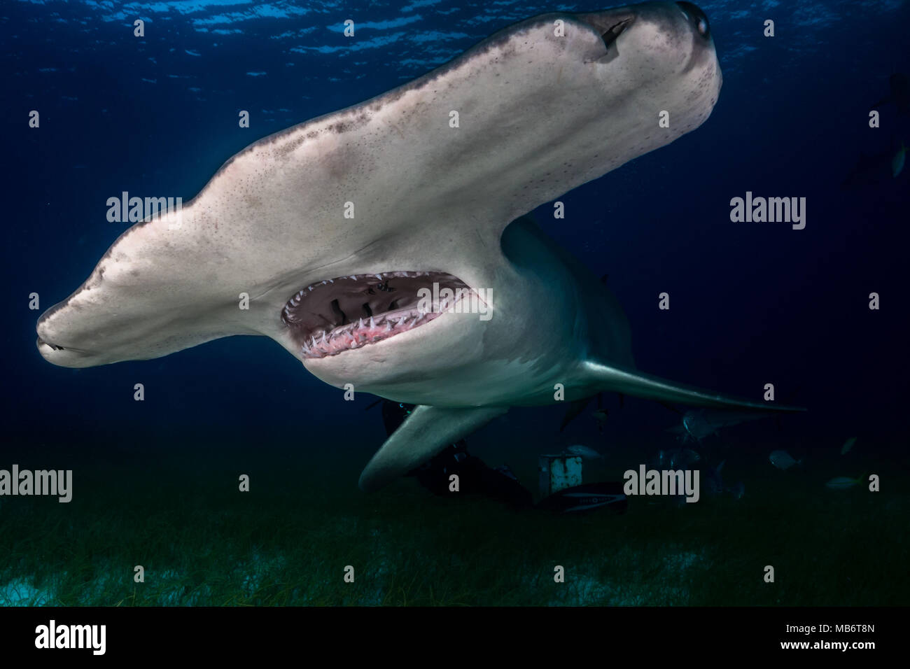 Great Hammerhead shark Bahamas Stock Photo