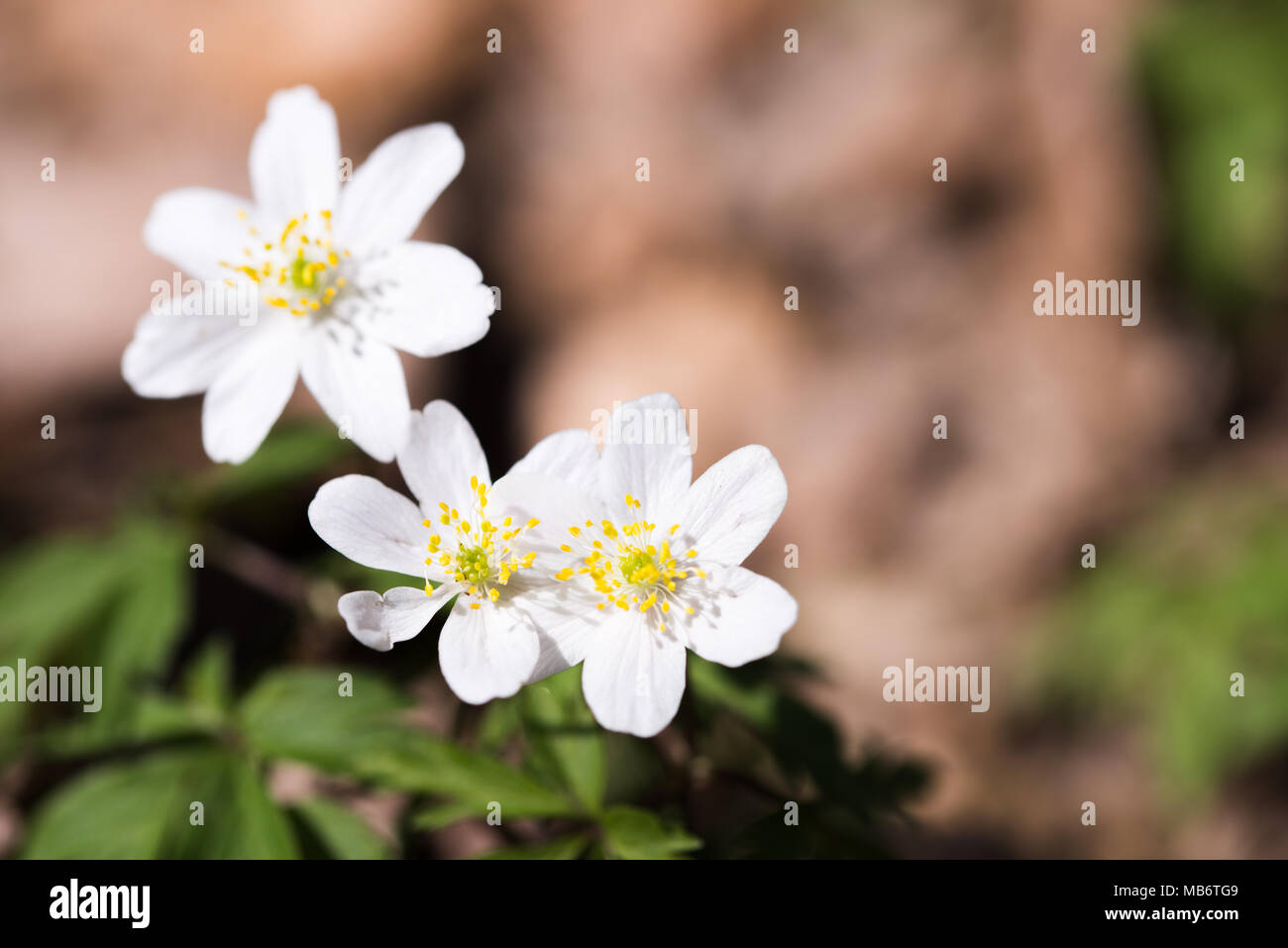 Spring wild flowers, close up photo of wood anemone, windflower, Anemone nemorosa Stock Photo