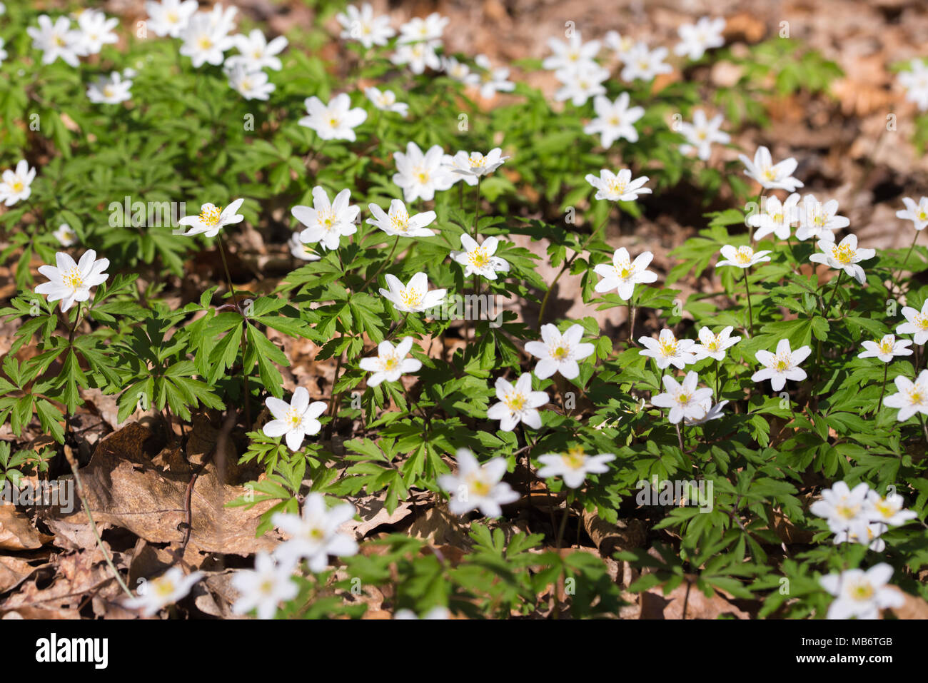 Spring wild flowers, close up photo of wood anemone, windflower, Anemone nemorosa Stock Photo