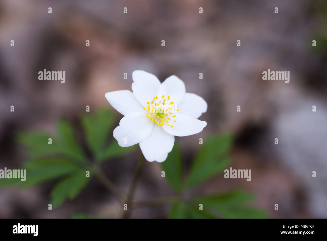 Spring wild flowers, close up photo of wood anemone, windflower, Anemone nemorosa Stock Photo