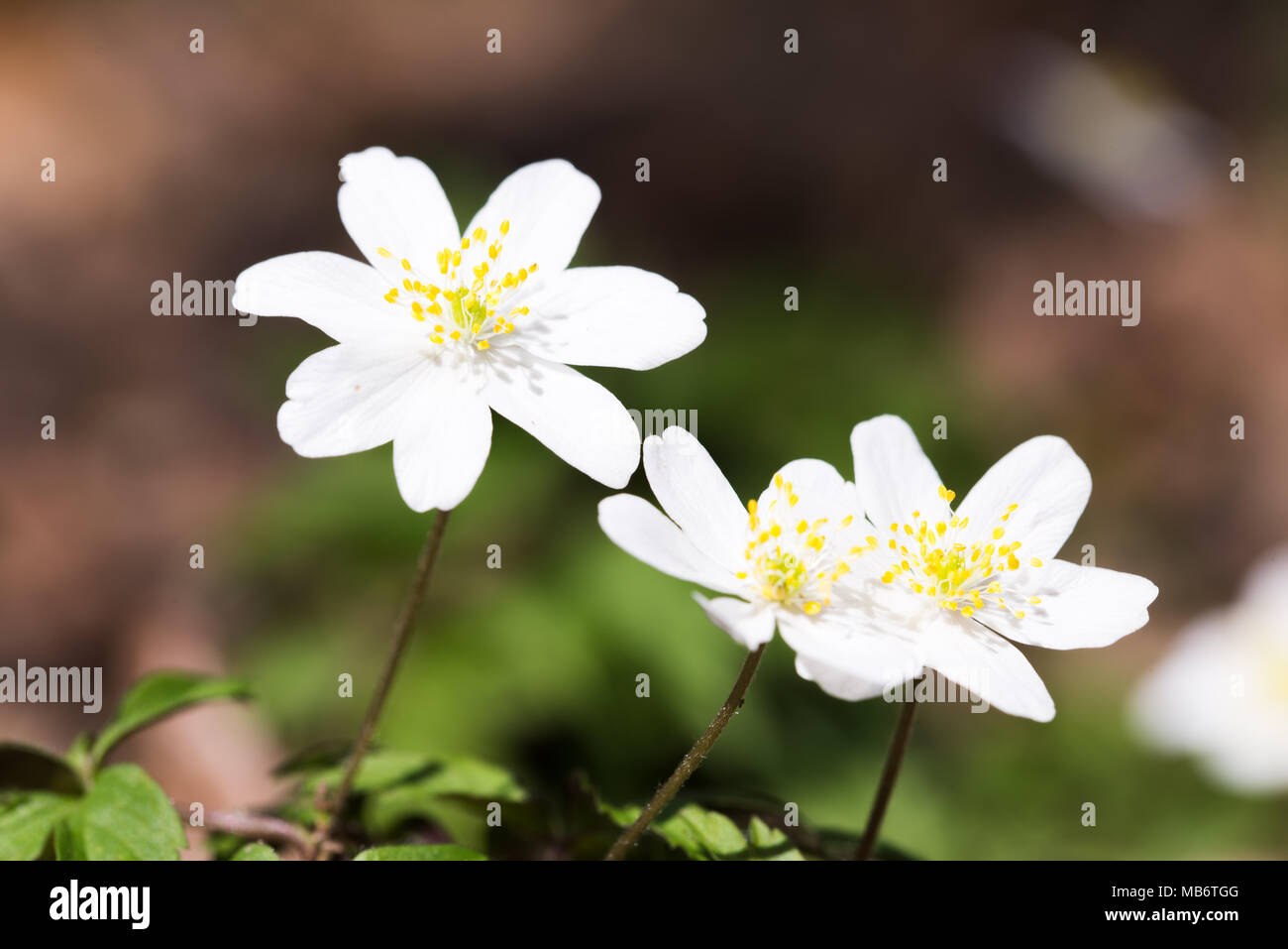 Spring wild flowers, close up photo of wood anemone, windflower, Anemone nemorosa Stock Photo