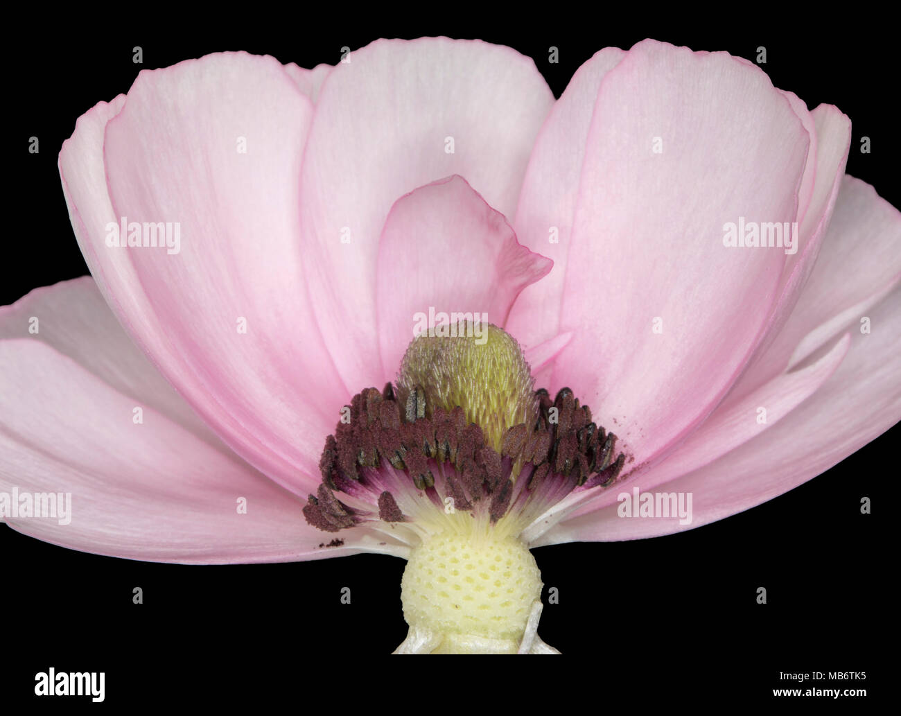 Cross section of a ranunculus flower showing intricate detail of it's centre Stock Photo