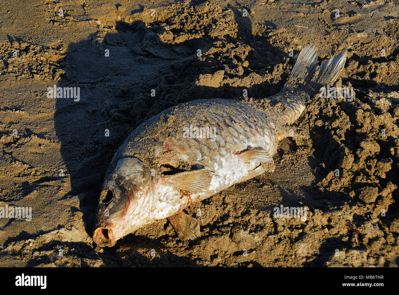 Brenta river sea hi-res stock photography and images - Alamy