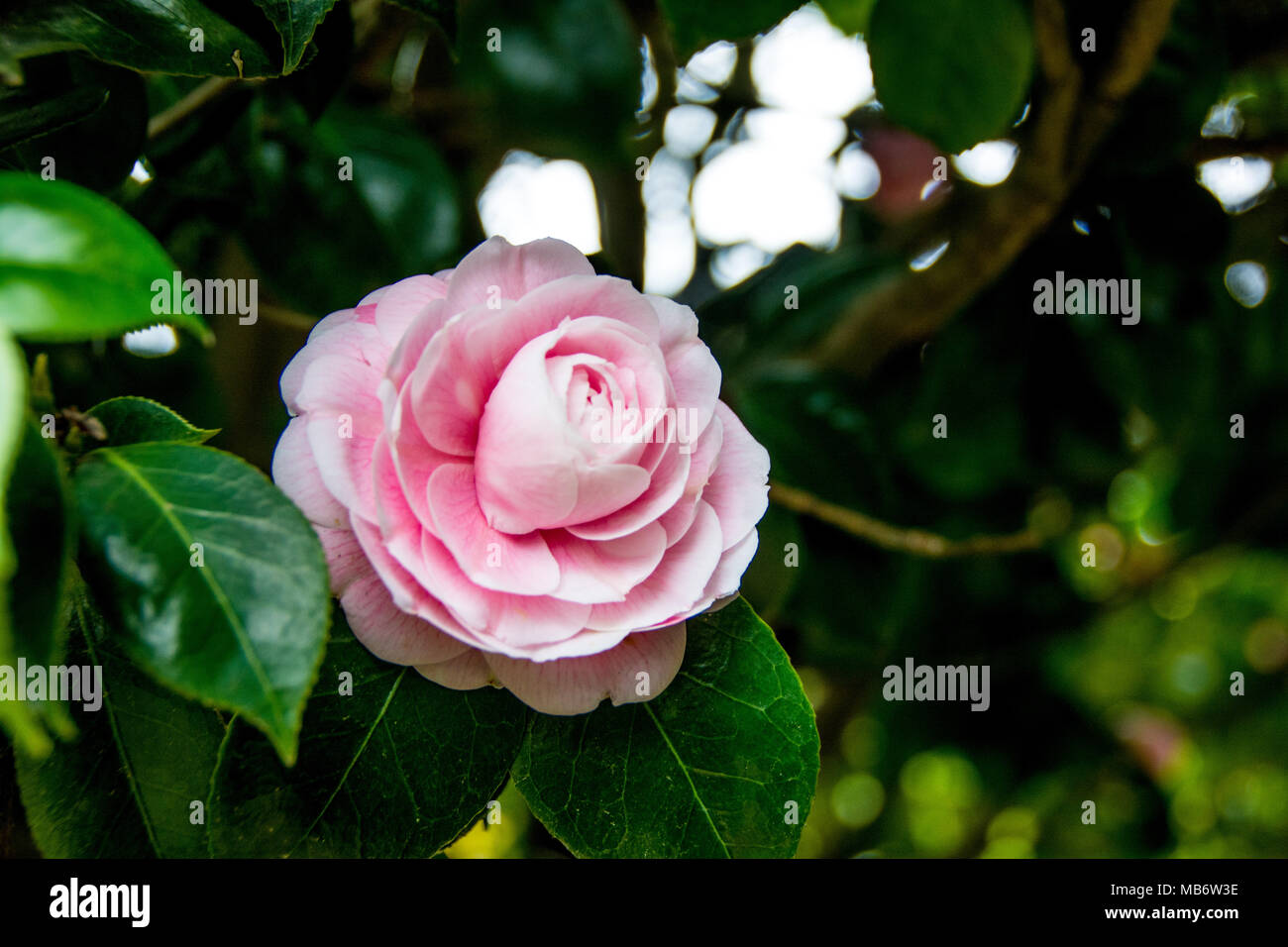 Cat pink rose flower hi-res stock photography and images - Alamy