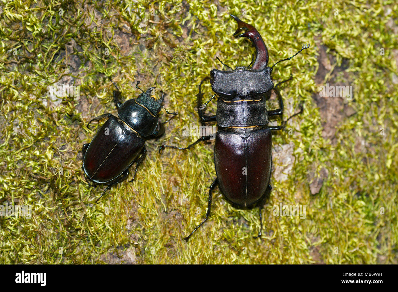 Male and female of Lucanus cervus. Picture taken in Spain. Stock Photo