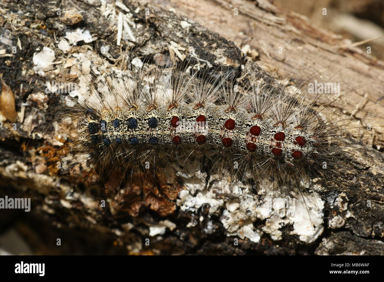 A Lymantria dispar caterpillar. Picture taken in Madrid, Spain Stock ...