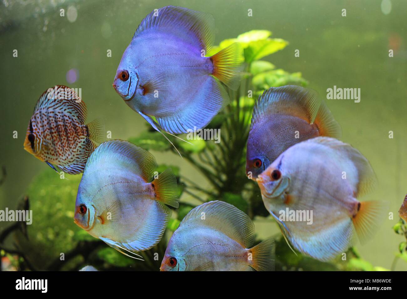 Blue discus and colorful discus fish (Symphysodon aequifasciatus) in aquarium Stock Photo