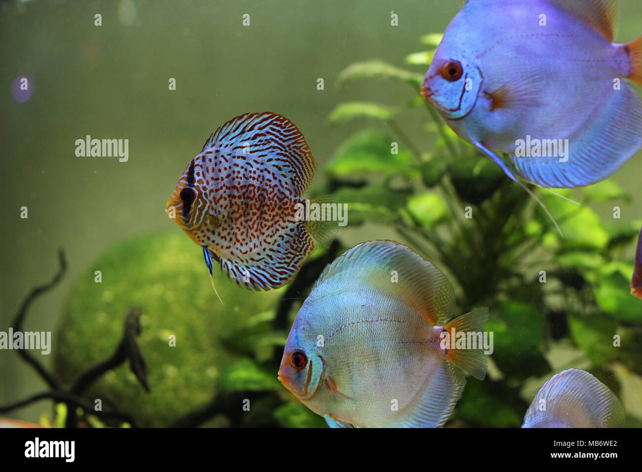 Blue discus and colorful discus fish (Symphysodon aequifasciatus) in aquarium Stock Photo