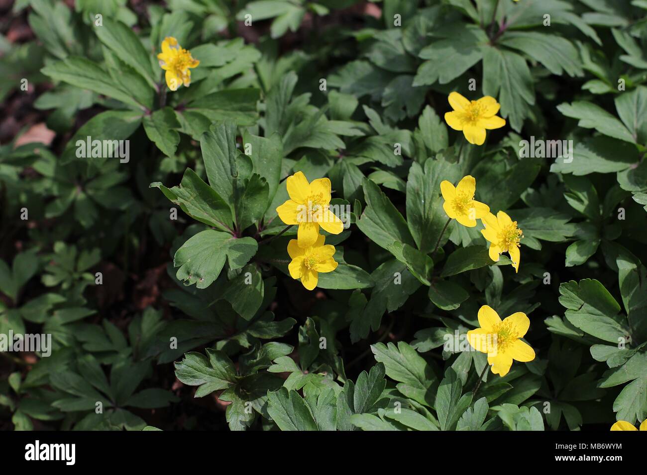 Flowers of yellow wood anemone (Anemona ranuculoides Stock Photo Alamy