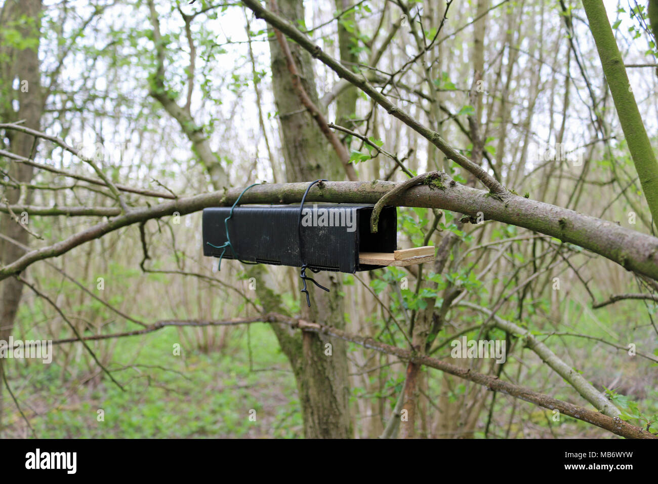 Black plastic and wood dormouse (Muscardinus avellanarius) nest tube survey box attached underneath a tree branch with a background of woodland trees. Stock Photo