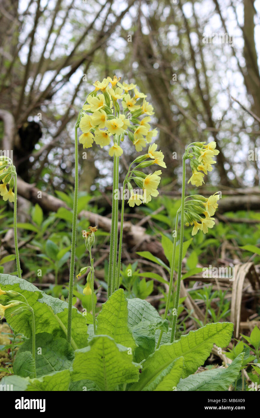 Scarce trees hires stock photography and images Alamy