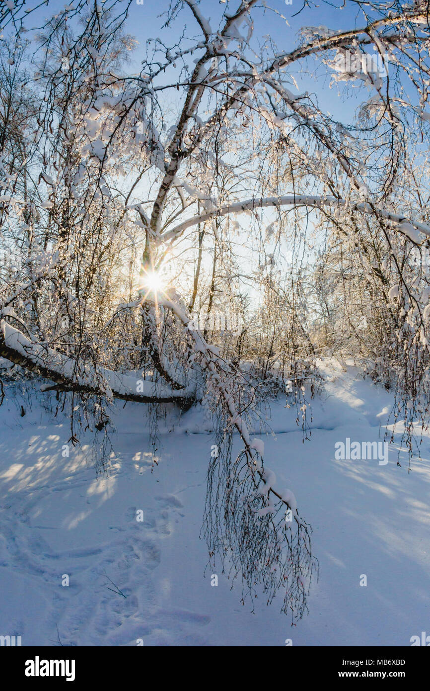 Beautiful winter landscape with snow covered trees Stock Photo - Alamy