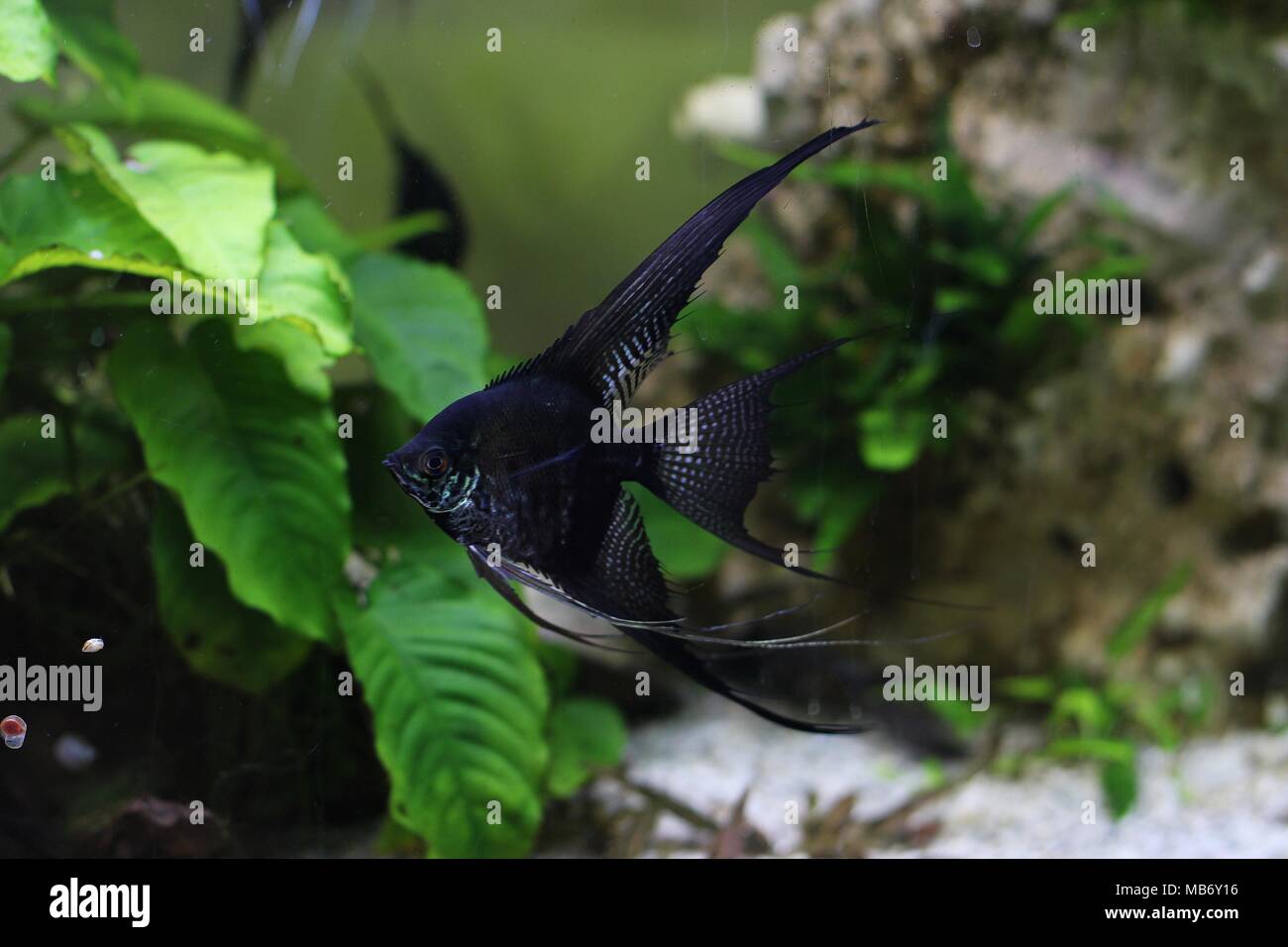 Single angelfish (Pterophyllum scalare) in aquarium with plants Stock ...