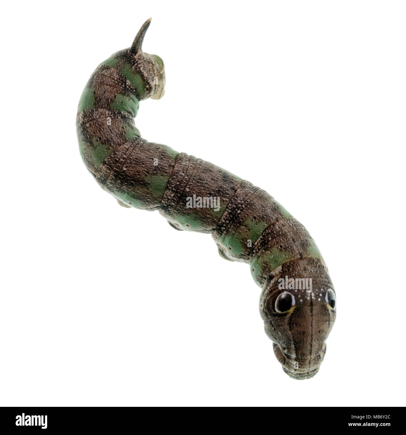 Caterpillars larva grub Cut Out Stock Images & Pictures - Alamy