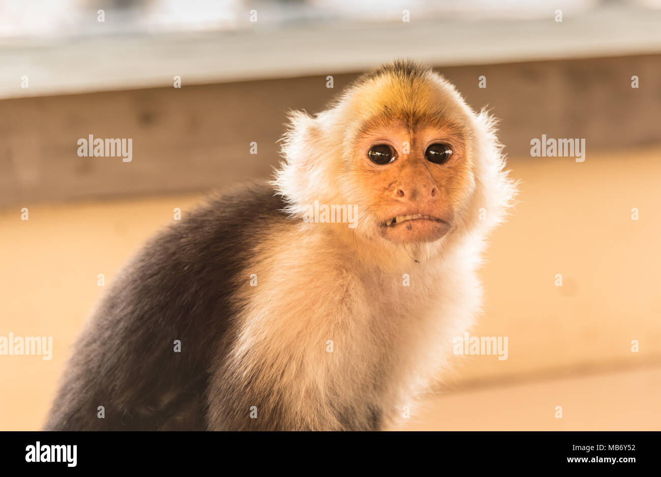 Cute Capuchin Monkey Looking At Camera Stock Photo