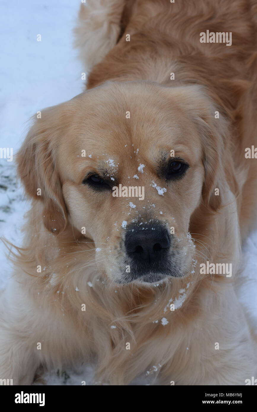 Barney the Golden Retriever playing in his snow covered garden Stock Photo