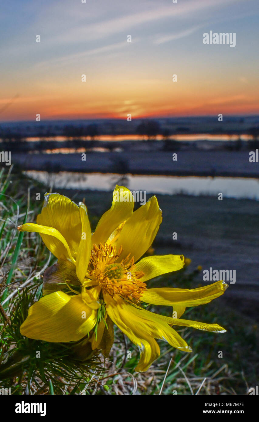 Adonis plant hi-res stock photography and images - Alamy