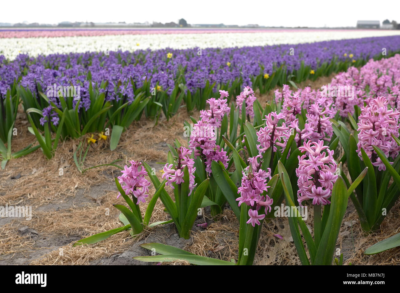 Dutch masters flowers hires stock photography and images Alamy