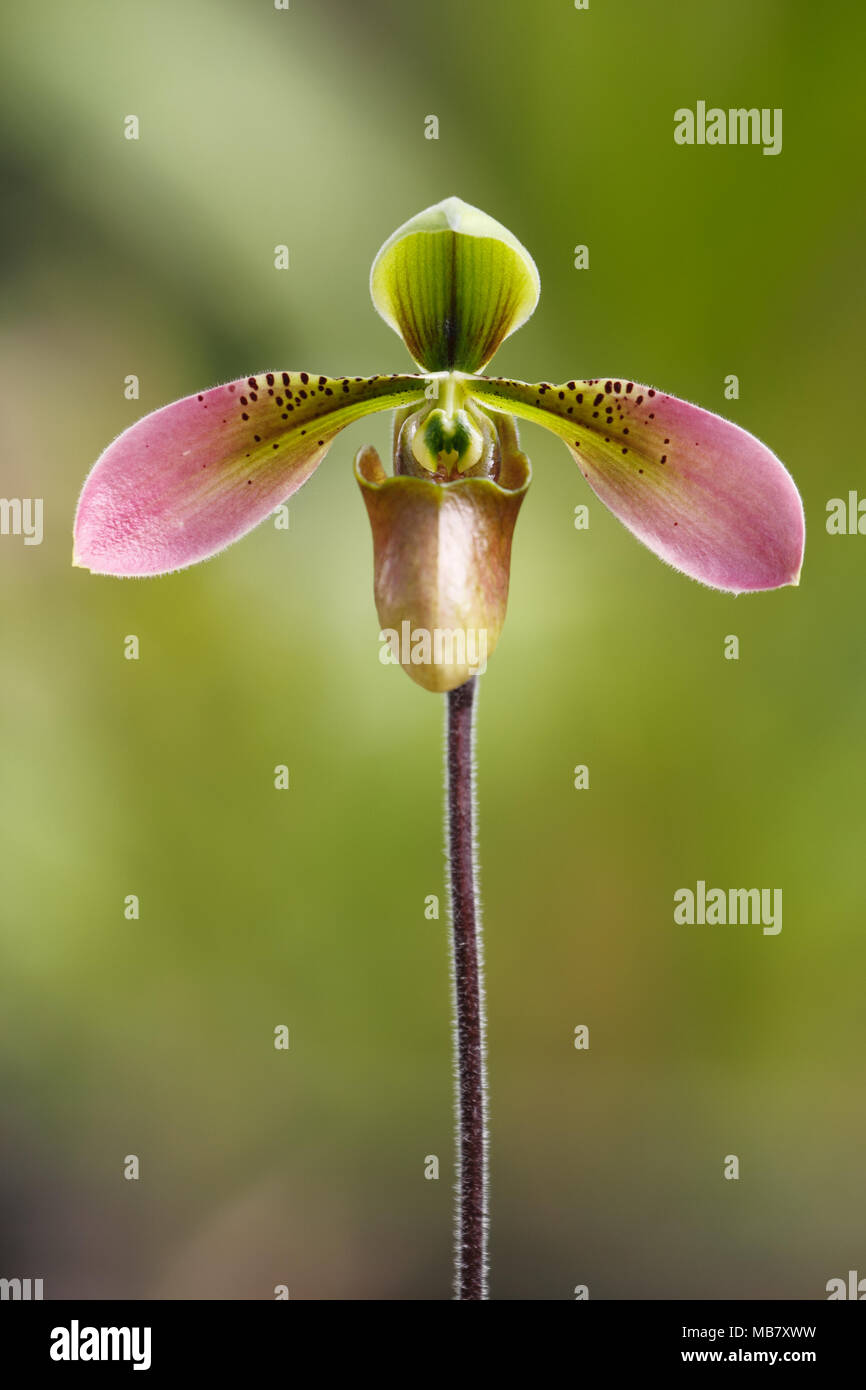 Appleton's Paphiopedilum (Paphiopedilum appletonianum) a member of Lady's slipper orchids, found at Asia Stock Photo