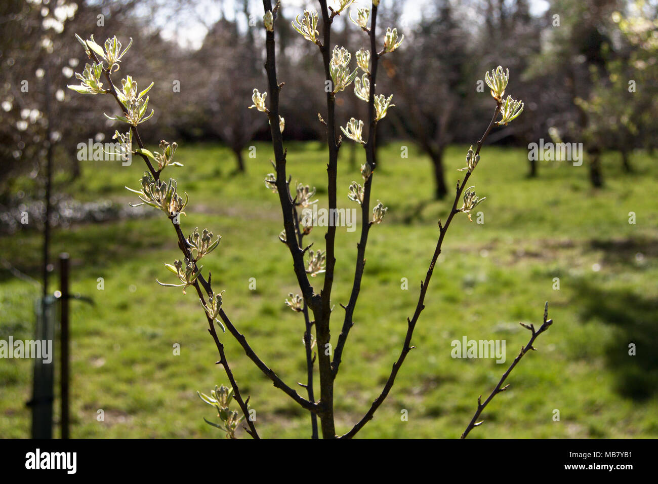 Apple trees in bud in springtime, UK Stock Photo Alamy
