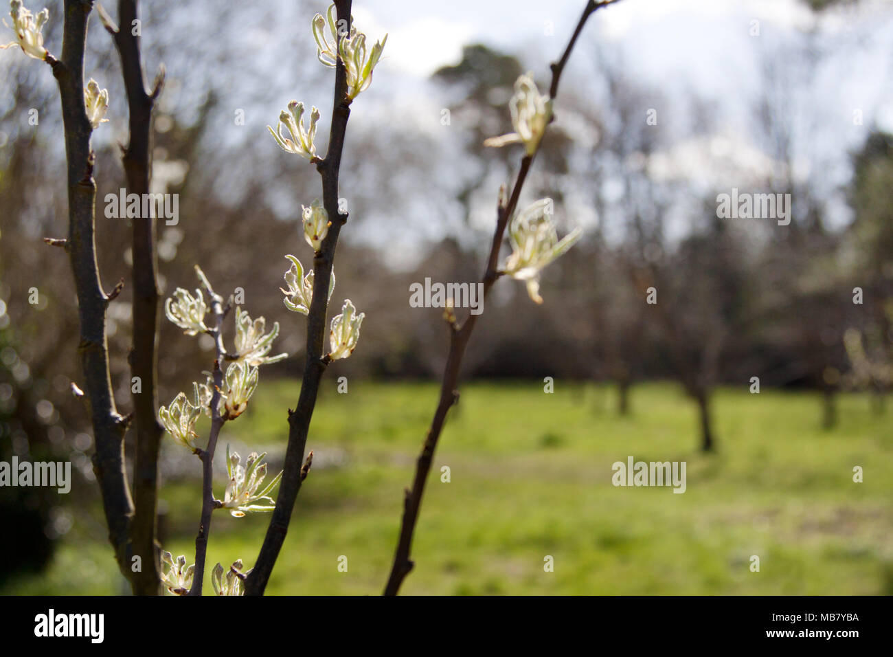 Apple trees in bud in springtime, UK Stock Photo Alamy
