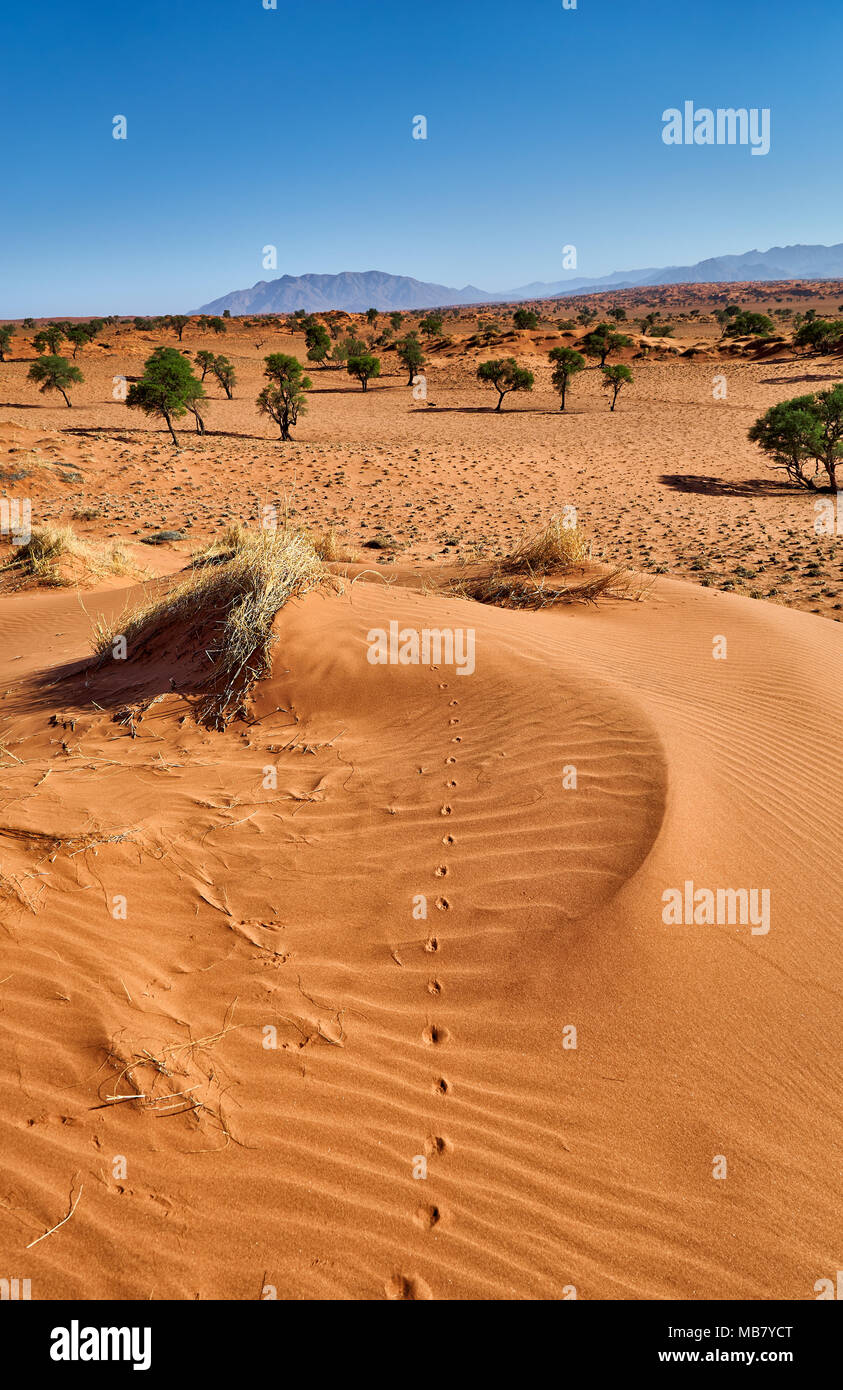 deserted landscape of NamibRand Nature Reserve, Namibia, Africa Stock Photo