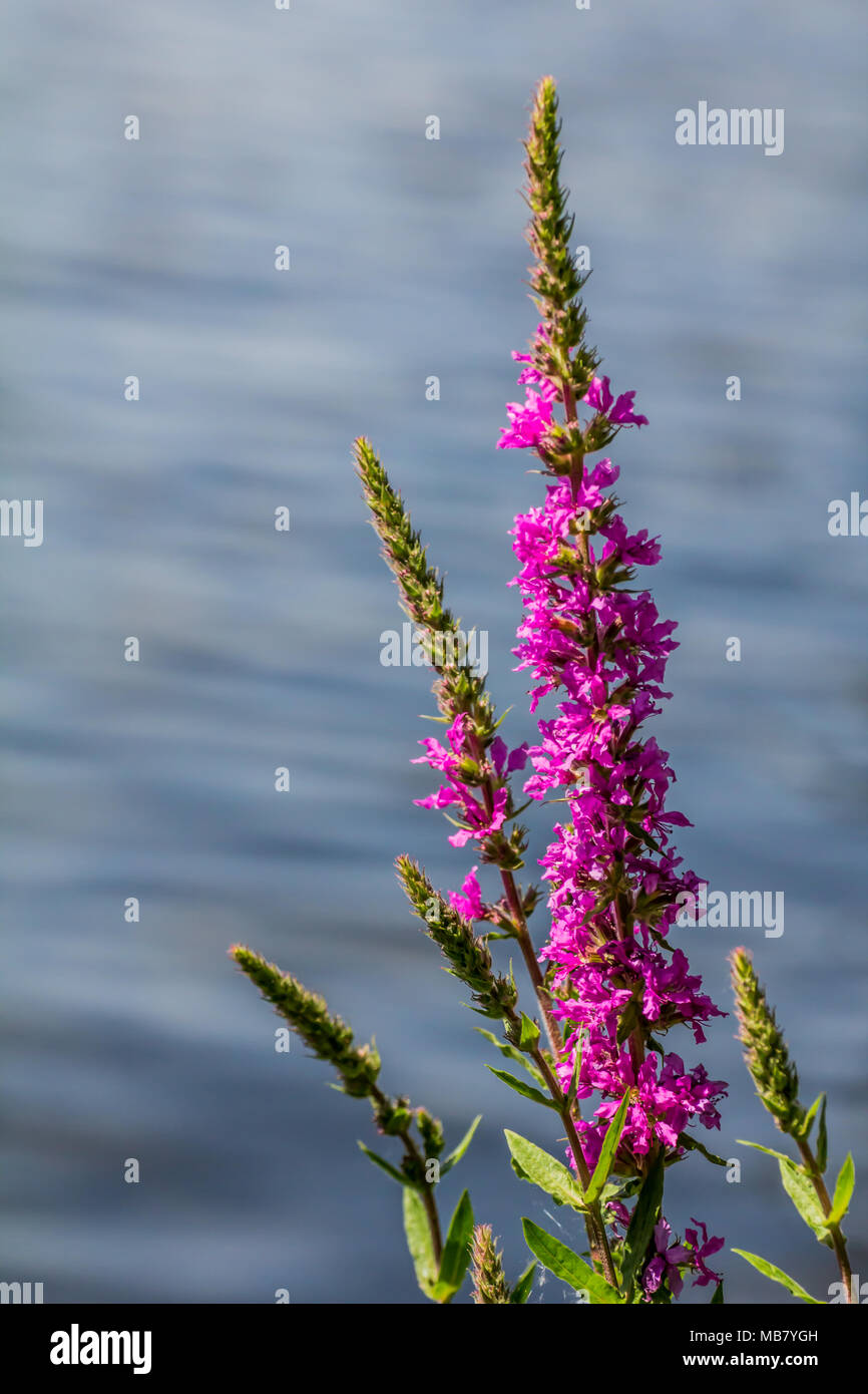 Fresh beautiful purple blooming flowers on a lake background. Lupinus, lupin or lupine Stock Photo