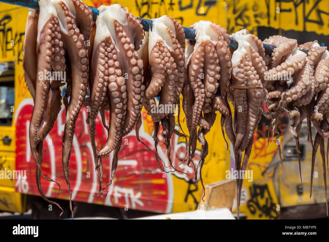 Fresh octopus hanging to dry in the sun, traditional Mediterranean way to cook octopuses, Octopoda Stock Photo