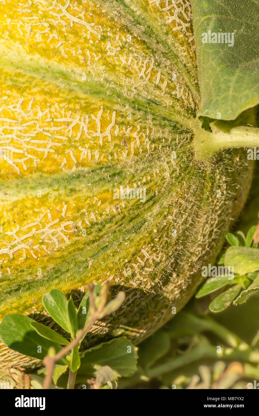 Organic ripe yellow melon growing on the filed, Cucumis melo Stock