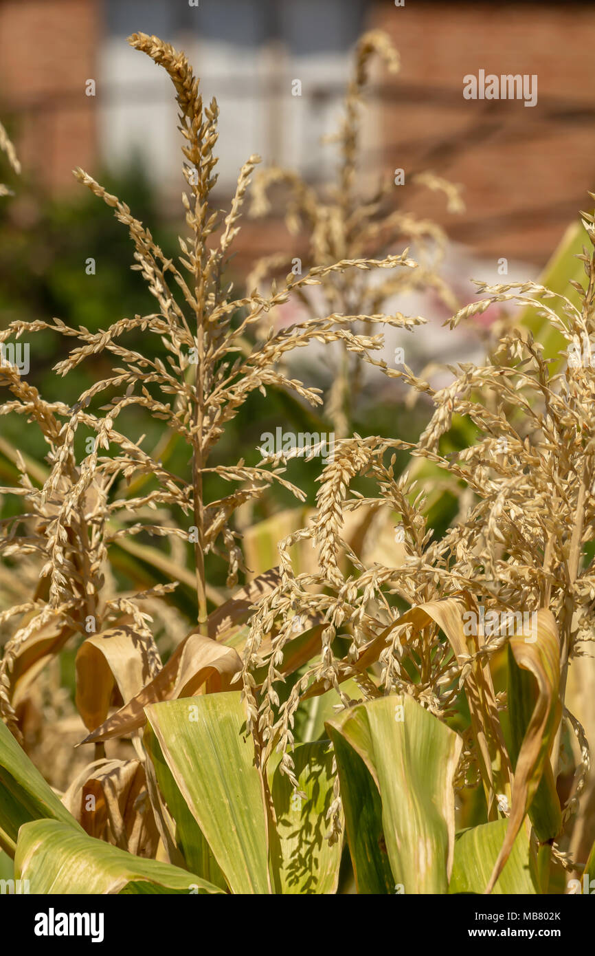 Blooming organic green maize plants, Zea mays Stock Photo