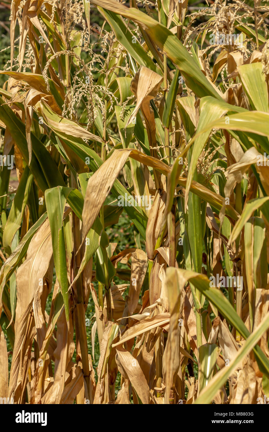 Blooming organic green maize plants, Zea mays Stock Photo