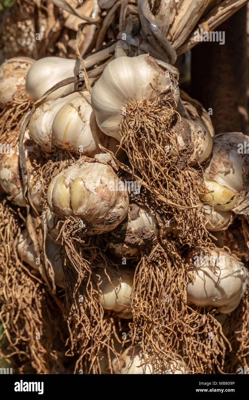 Braided organic raw garlic bulbs. Traditional drying of garlic, Allium
