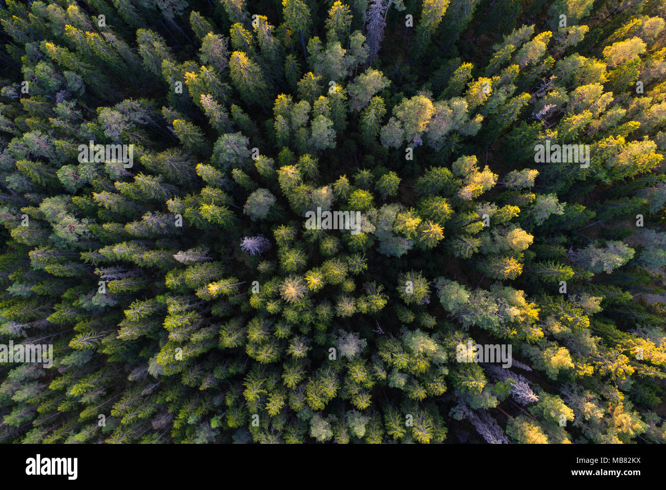 Aerial view of northern boreal aka taiga forest Stock Photo