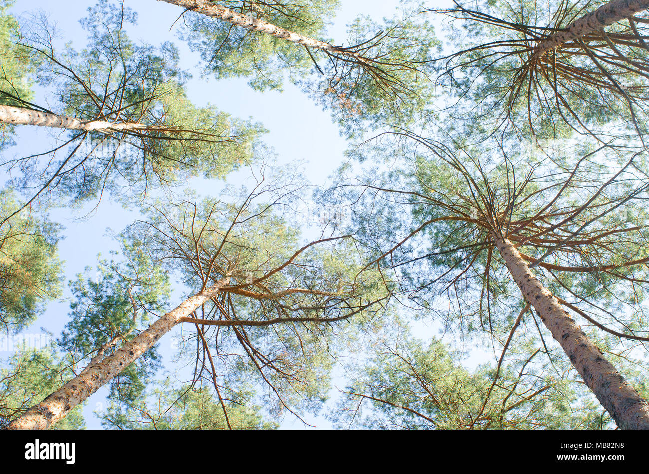 Branches and foliage of the tree tops building a beautiful pattern against the blue sky Stock Photo