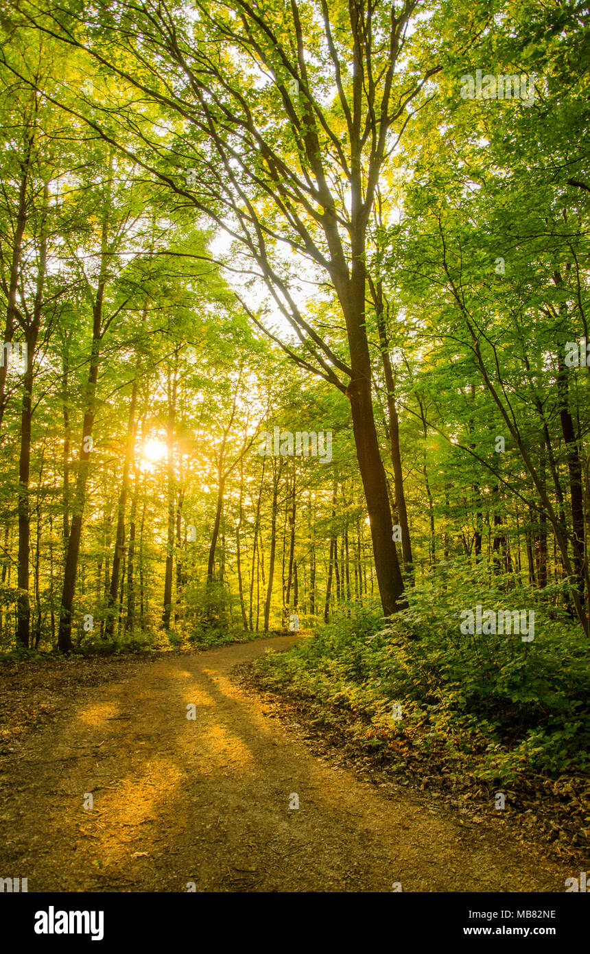 Beautiful lush sunlit forest with a path leading into its mysterious depths Stock Photo