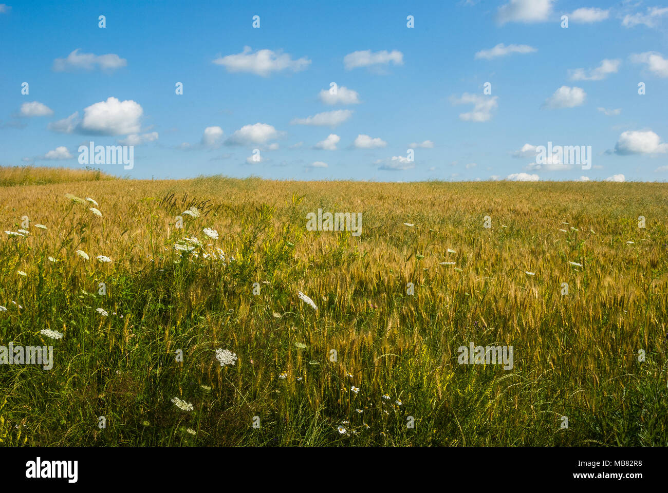 Wheat field with puffy clouds in the blue sky above Stock Photo - Alamy