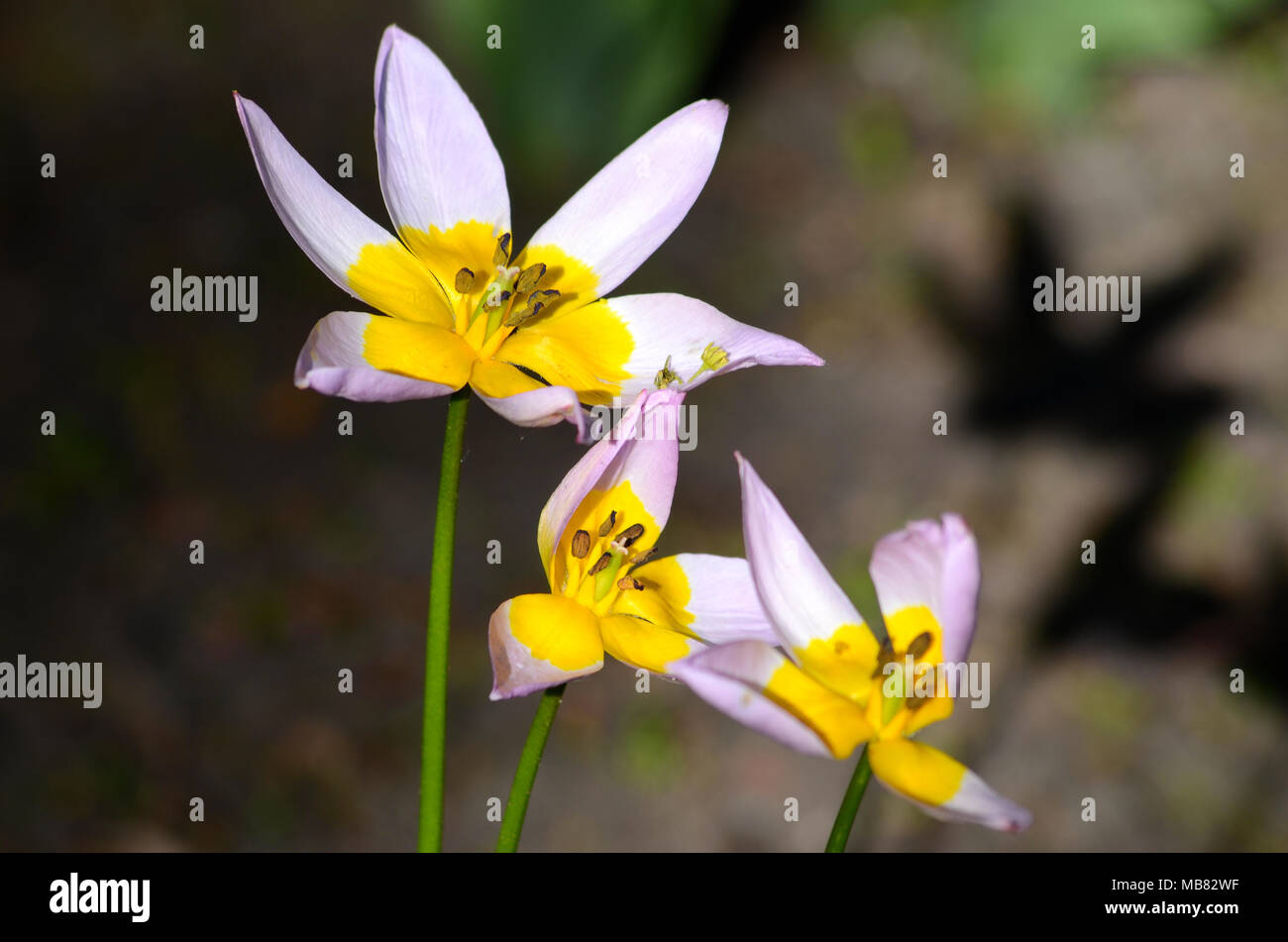 Purple and yellow flower hi-res stock photography and images - Alamy