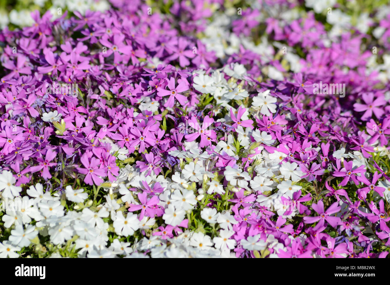 Background with purple flowers Stock Photo - Alamy