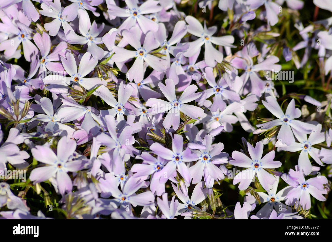 Background with purple flowers Stock Photo - Alamy