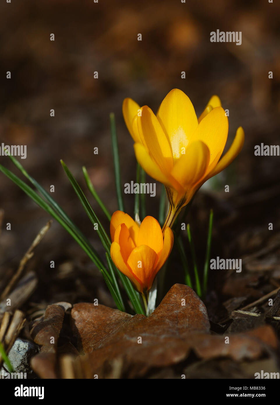 Yellow crocus spring flowers Stock Photo