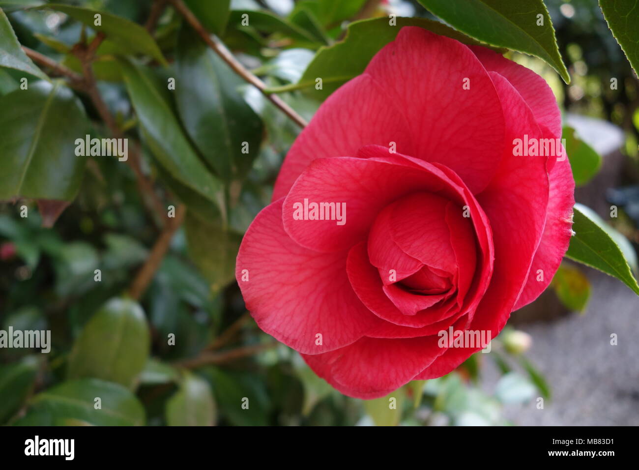 close-up of bright red camellia, with space for personalized text, greeting card template Stock Photo