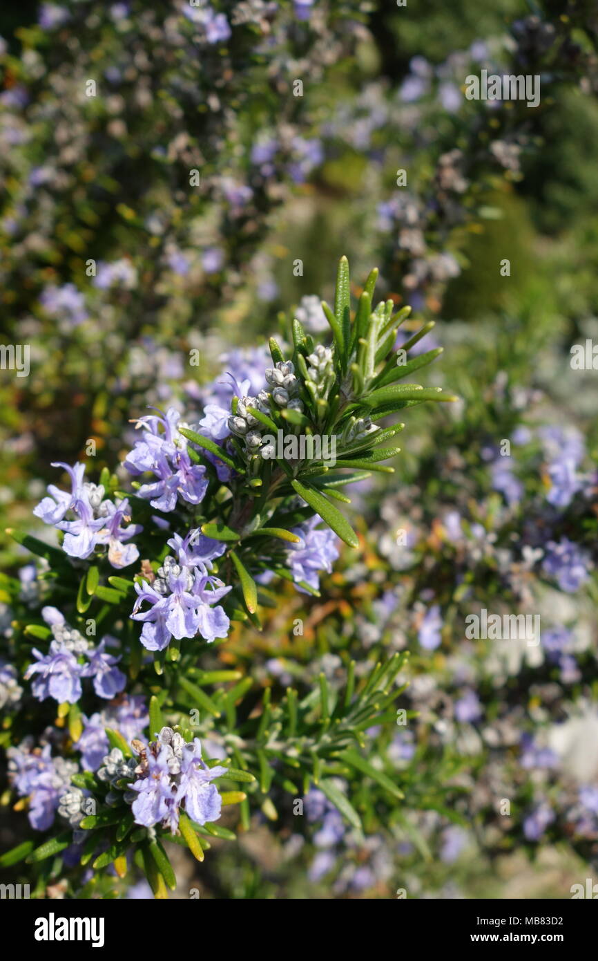 close-up of Rosemary (Rosmarinus officinalis) in flowering season Stock Photo