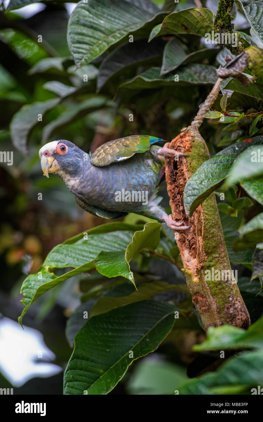White-crowned Parrot - Pionus senilis, beatiful colorful parrot from Central America forest Costa Rica. Stock Photo