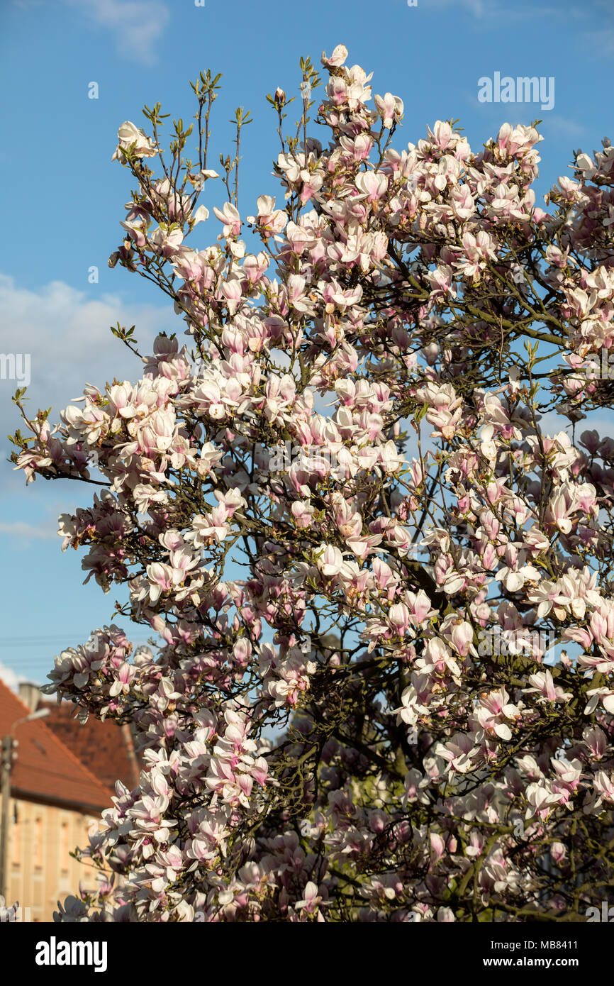 Blooming magnolia tree in April on blue sky background Stock Photo - Alamy