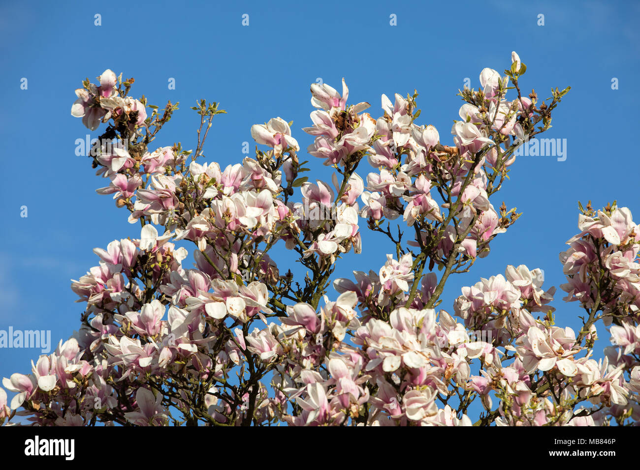Blooming magnolia tree in April on blue sky background Stock Photo - Alamy