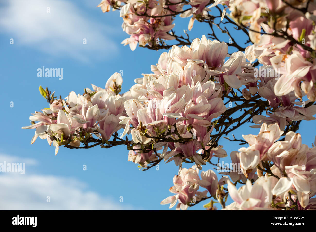 Blooming magnolia tree in April on blue sky background Stock Photo - Alamy