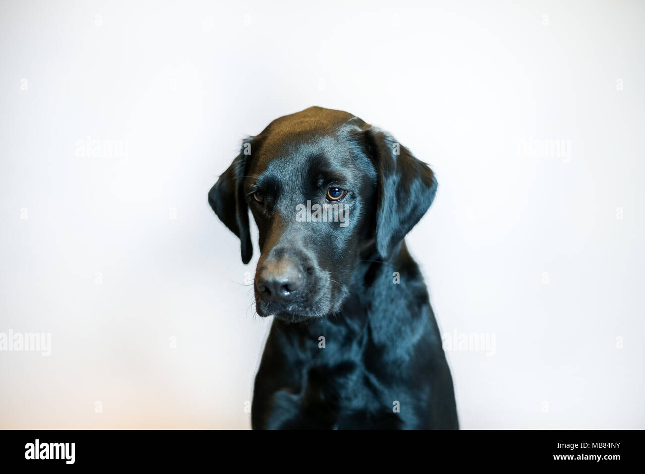 Black Labrador Portrait in a Studio with grey background Stock Photo