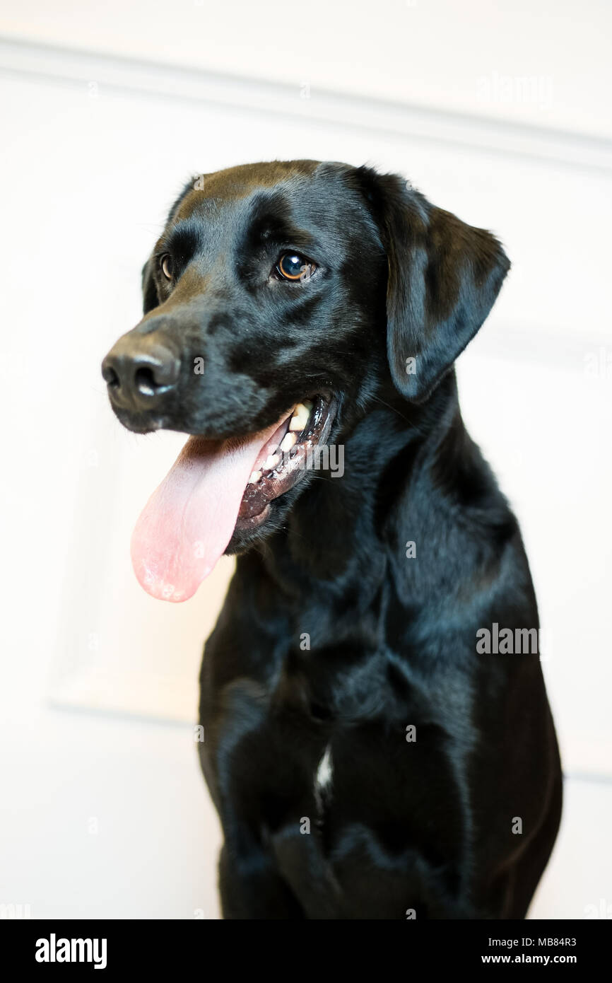 Black Labrador Portrait in a Studio with grey background Stock Photo ...