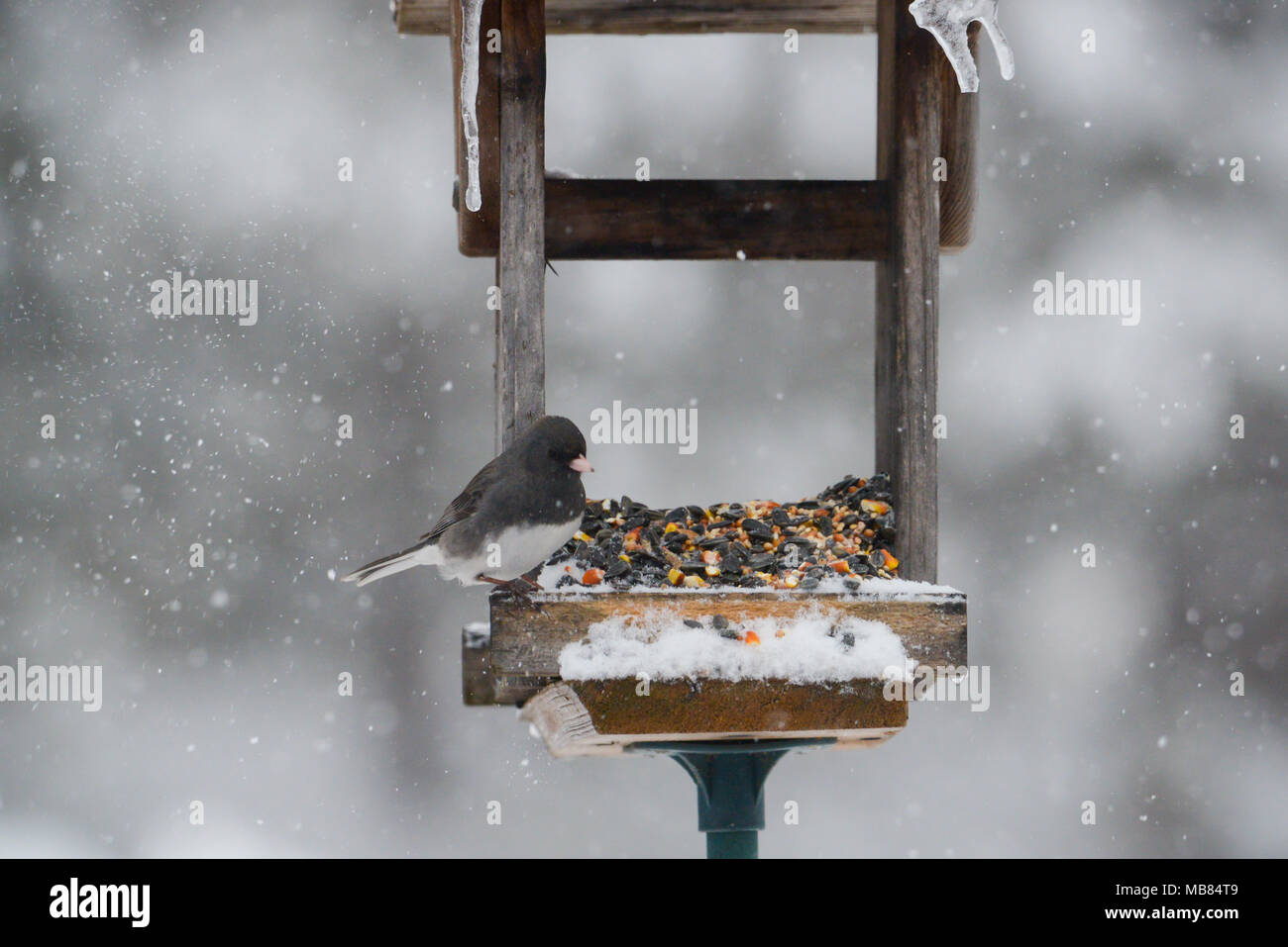 dark eyed junco sitting on feeder in blizzard. snow falling and icicles in background. Stock Photo
