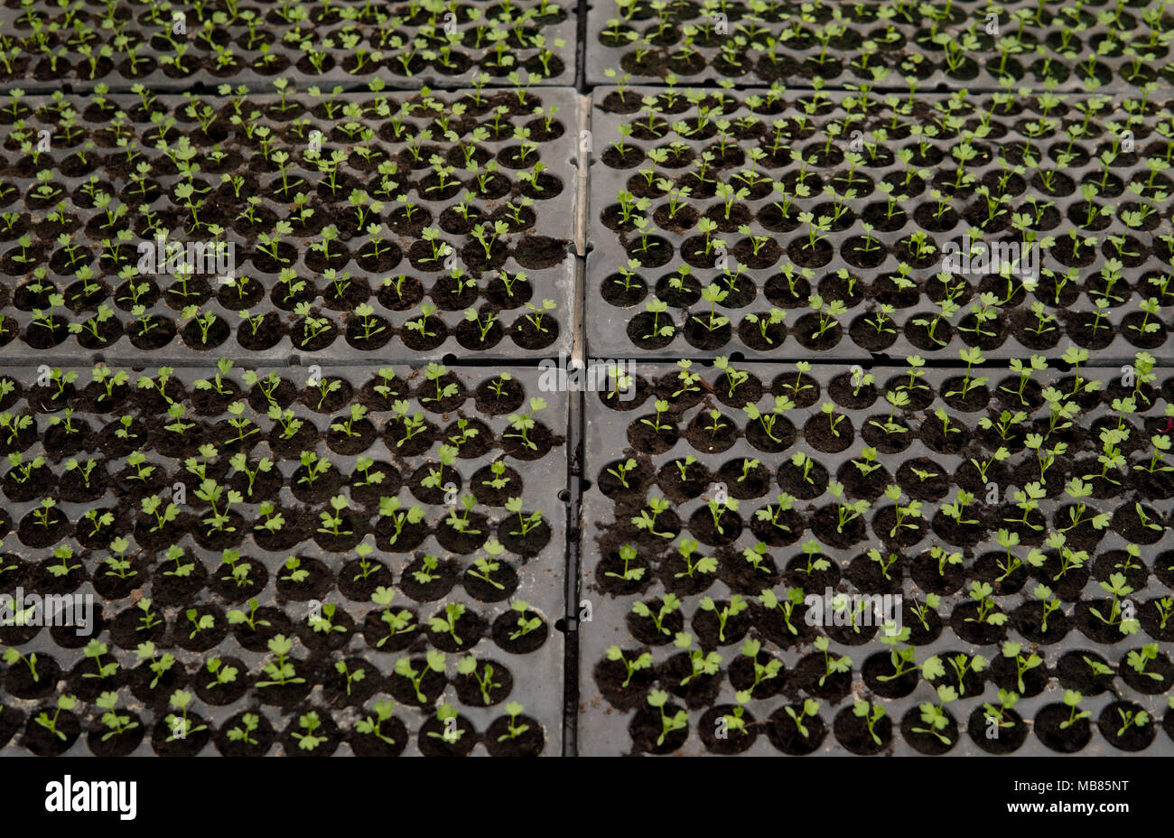 close up of small green seedlings growing inside of a greenhouse Stock ...